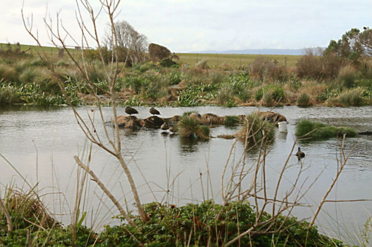 Pond behind the Visitor Centre that attracts birdlife